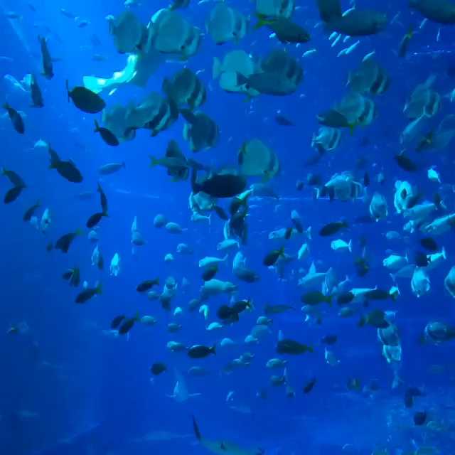 [Video] Sea Aquarium Singapore. Amazing! #singapore