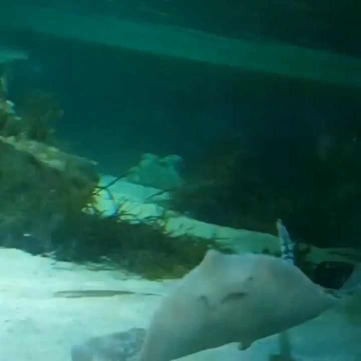 [Video] This #Ray loved to dance 🐠 showing off both upper side and “belly” 😊