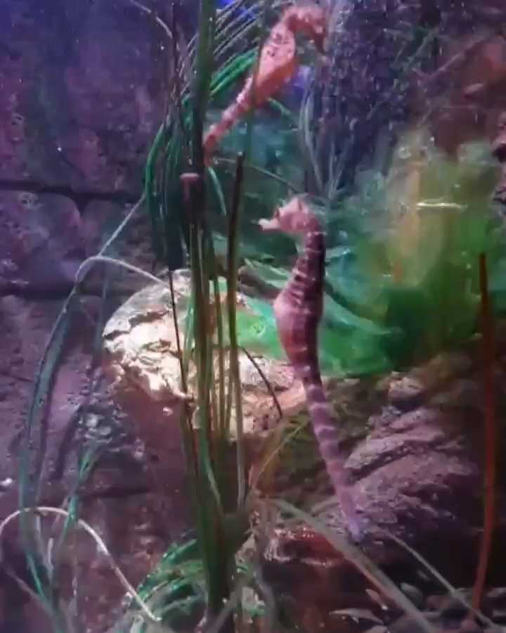 [Video] #SeaHorses funny creatures…