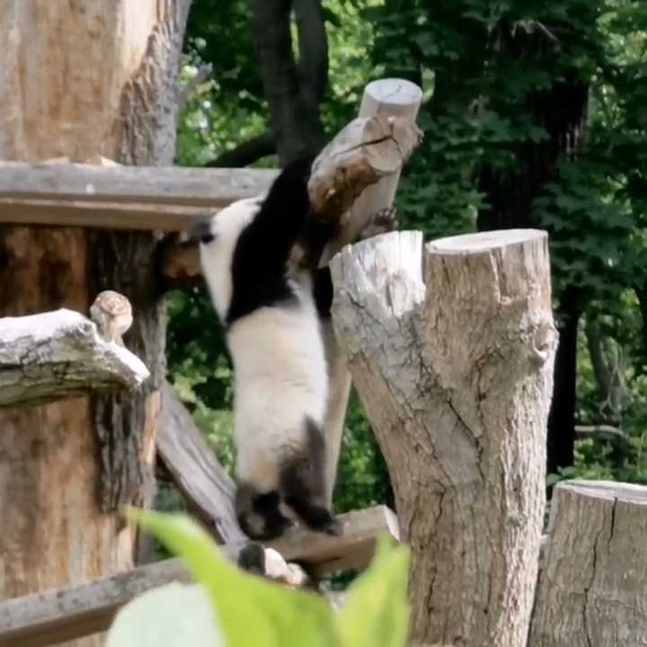[Video] I can do this… Really I can get up there… Really… … Maybe not 😔 I just can’t. Way too cute these fluffy balls 🐼 😍
