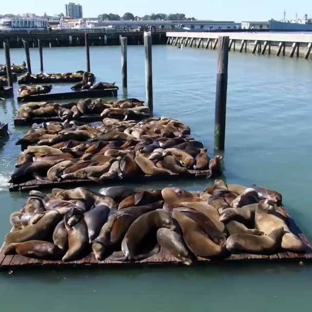 [Video] #SeaLions