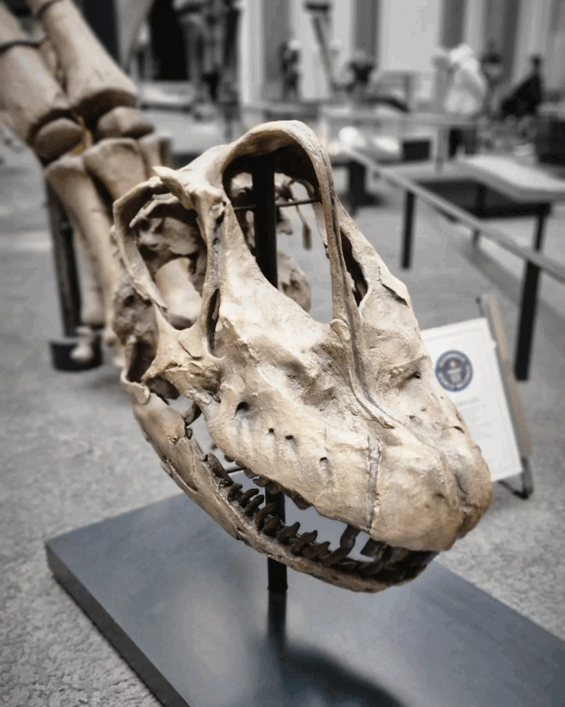 #Dinosaur at the #NaturalHistoryMuseum in #Berlin – Dinosaurier Schädel im Museum für Naturkunde 🦕

#Berlin #BerlinPhotography #photooftheday #nature #city #travel #urbanlife #wittenau #reinickendorf #NaturePhotography #BerlinVibes #UrbanPhotography #VisualOfTheDay
