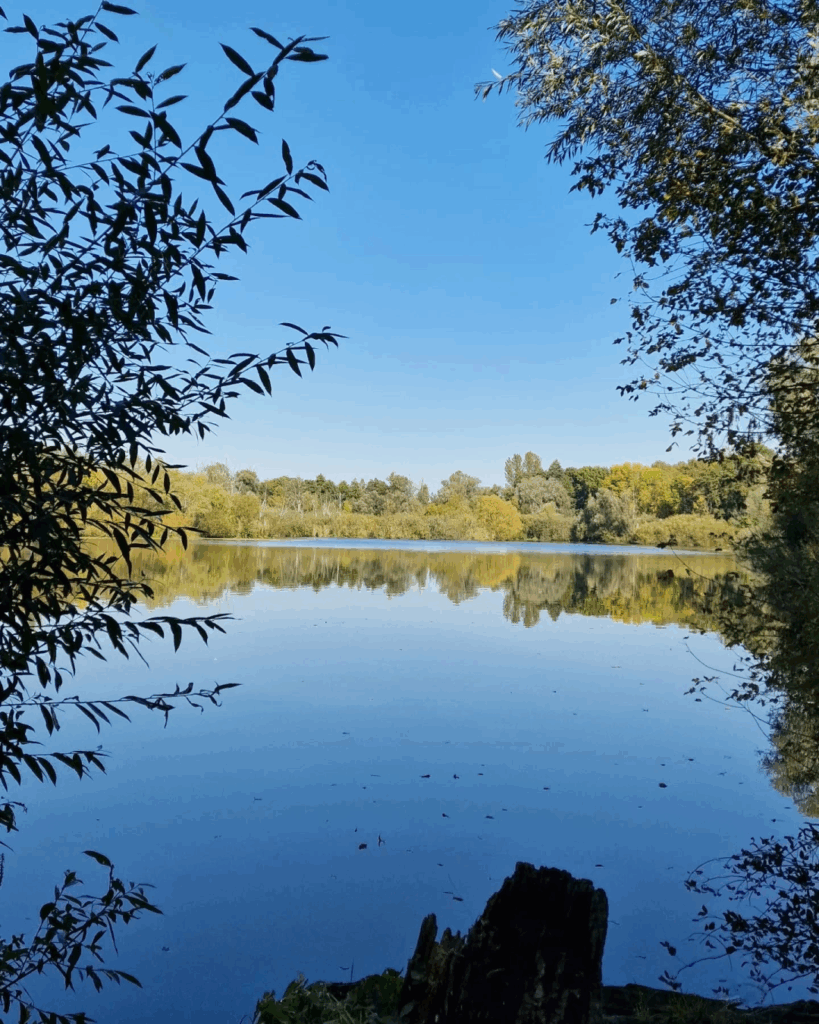 I went on a beautiful hike today from #Steinbergpark to the forests of #Waidmannslust to #TeglerFließtal all the way to #Lübars. All these districts are connected through green forests and hiking trails so no need to walk down a road with traffic. Beautiful day. Happy #autumn start.

#photography #nature #trail #hiking #Berlin