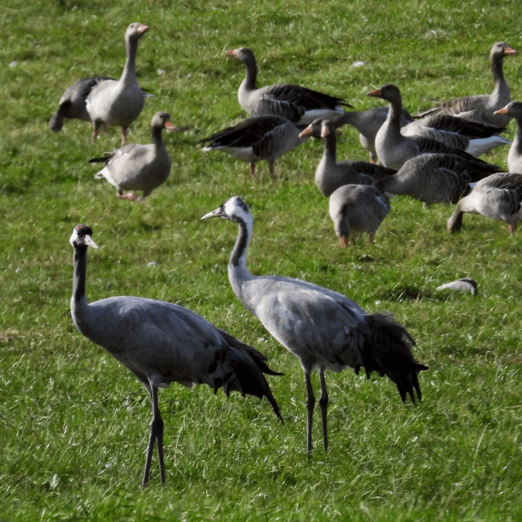This is the very special time where migrating Cranes settle near the Baltic Sea for a few weeks before migrating further South. It is such a special moment of nature to see up to 80,000 Cranes in the region. This photo shows Cranes and #geese during the day on the fields near the #BalticSea #Cranes #birdmigration #birds #birdphotography