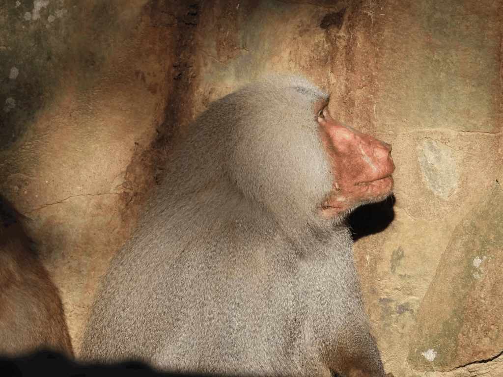 Thinking. #Baboon

#monkey #primate #photooftheday #photography #animal #animalphotography #animalphoto