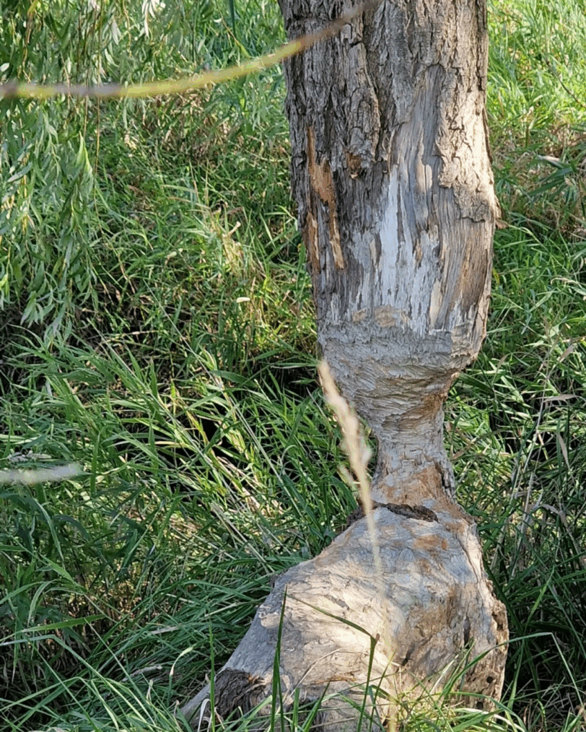 Signs of a #beaver nearby … #Lübars

#Berlin #Photography #BerlinPhotography #photooftheday #nature #city #travel #urbanlife #NaturePhotography #UrbanPhotography