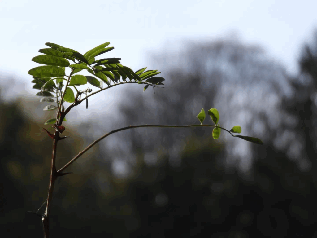 Greenery

#nature #naturephotography #nature #photography #closeup #autumn