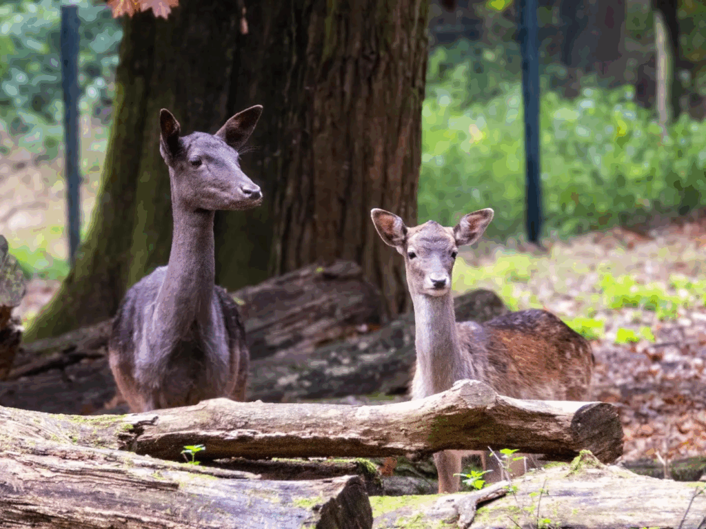 Today in the #forest – Damm Hirsch Rehe #stagdeer

#nature #animalphotography #nature #photography #deer #Berlin #TegelerForst
8 w