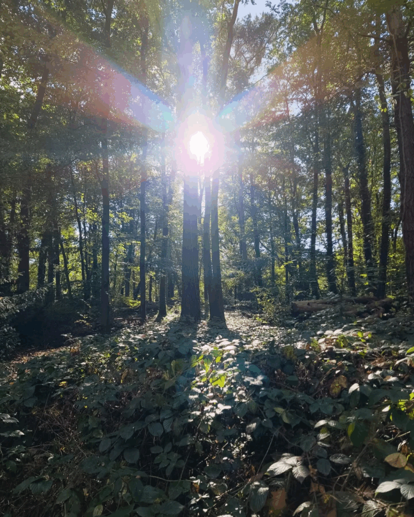 In the #forest

#Berlin #Germany #photography #BerlinPhotography #photooftheday #nature #city #travel #urbanlife #reinickendorf #NaturePhotography #UrbanPhotography