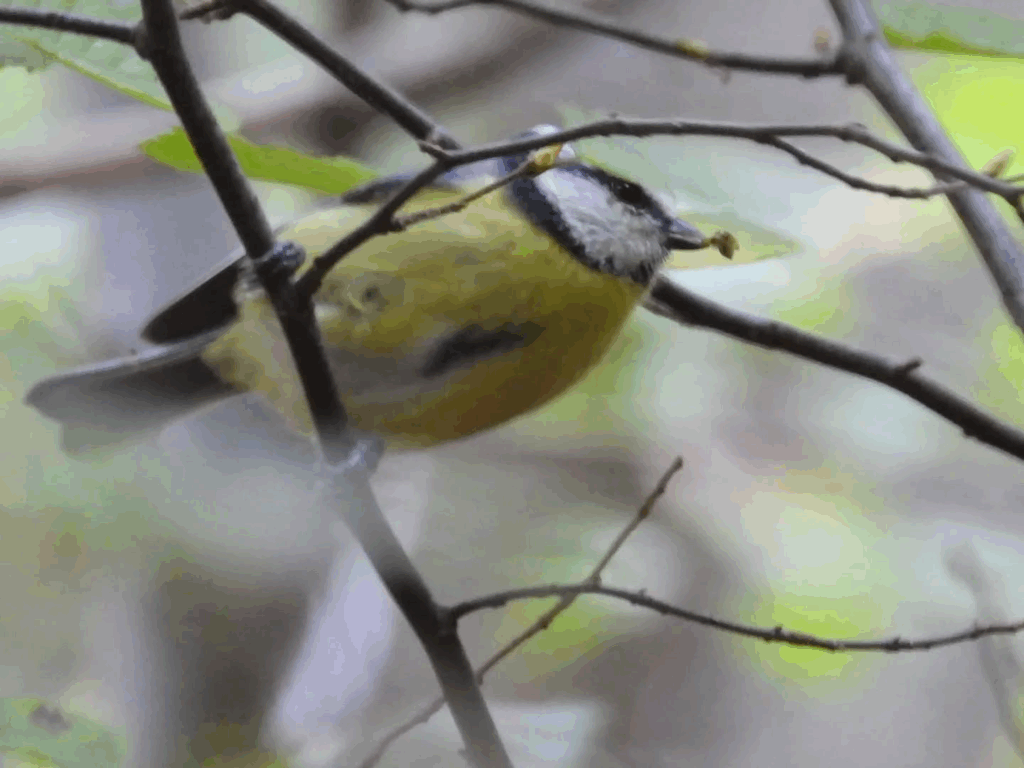 Great Tit / Kohlmeise

#bird #birds #birdphotography #nature #photography 🪶