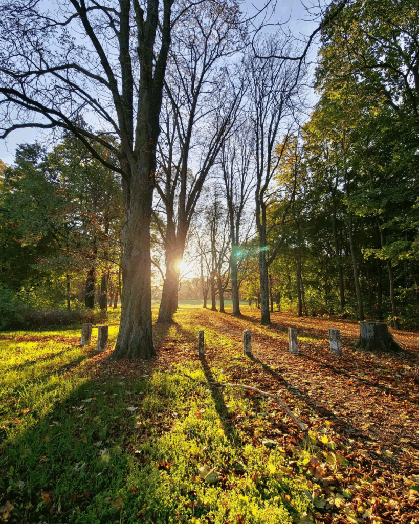Beautiful #autumn ☀️ #Triftpark

#nature #park #naturephotography #forest #Berlin #sunrays☀️