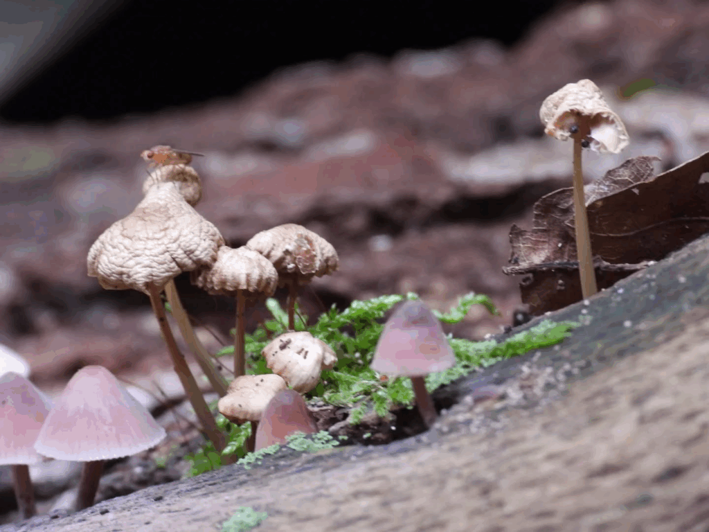 #Autumn #Funghi #mushrooms

#nature #naturephotography #forest #Berlin