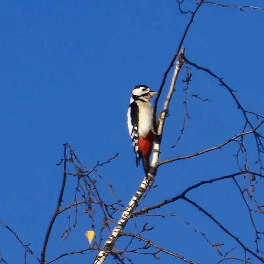 #woodpecker #specht

#bird #birds #birdphotography #nature #photography 🪶