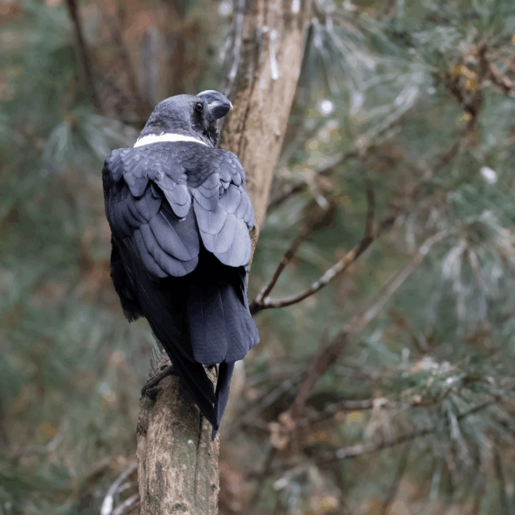 White necked #raven ¦¦ #Geierrabe

#bird #birds #birdphotography #nature #photography 🪶