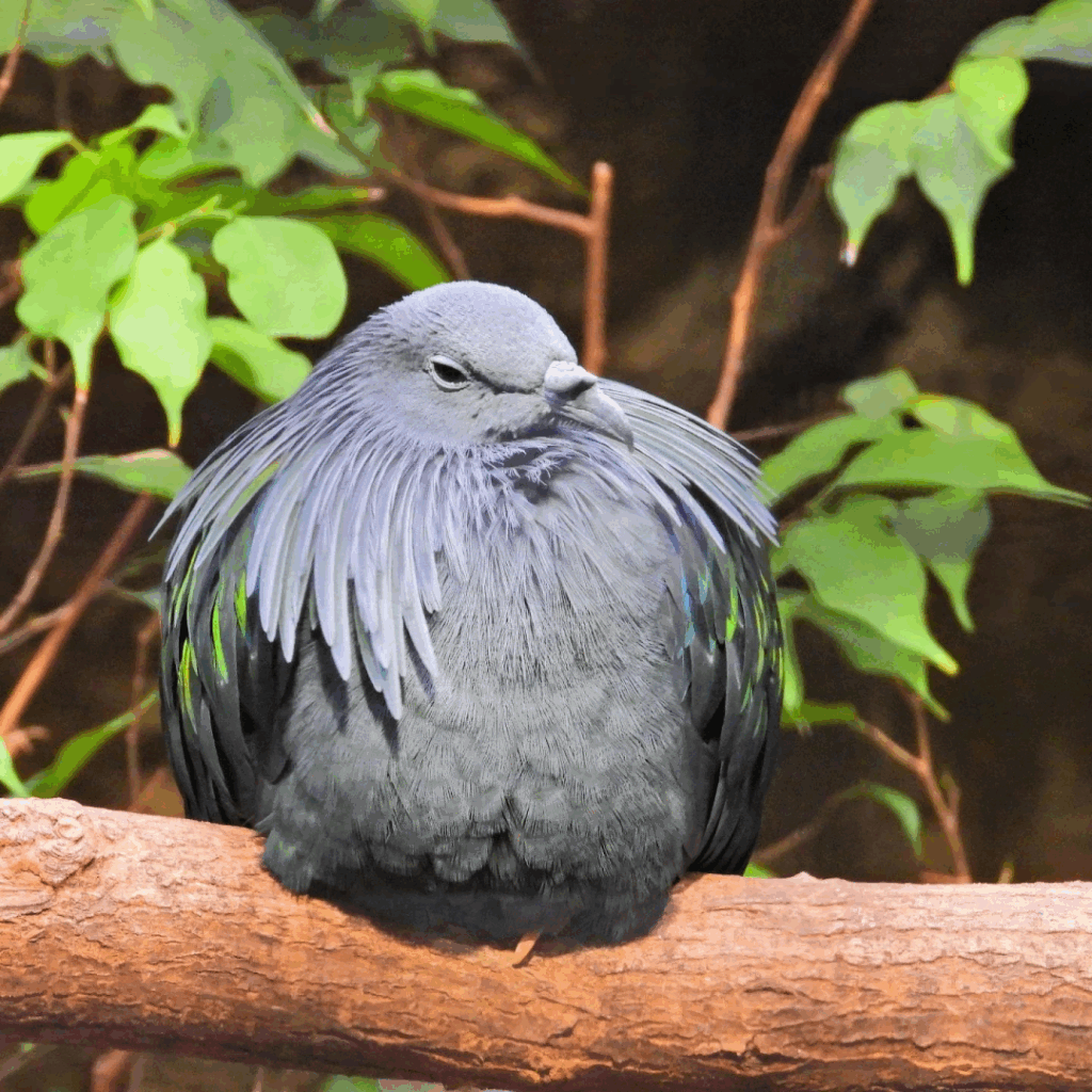Nicobar #Pigeon

#bird #birds #birdphotography #nature #photography 🪶