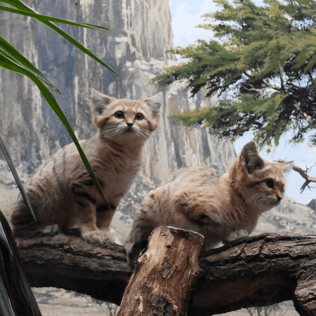 #Sandcats at #ZooBerlin

#cats #cats #animalphotography #nature #photography 🪶 #caturday