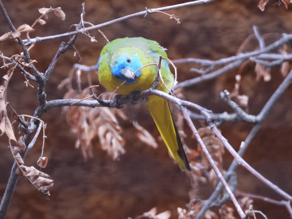 Turquoise #parrot

#bird #birds #birdphotography #nature #photography 🪶