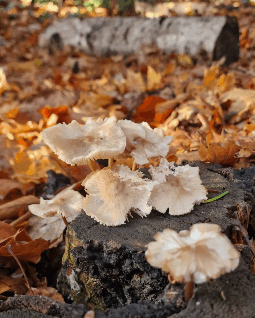 today was a beautiful sunny ☀️ day here in #Berlin 🙏🏻 . here are some #Fungi spotted on a stroll at lunch break.

#Berlin #Germany #photography #BerlinPhotography #photooftheday #nature #city #travel #urbanlife #reinickendorf #NaturePhotography #UrbanPhotography