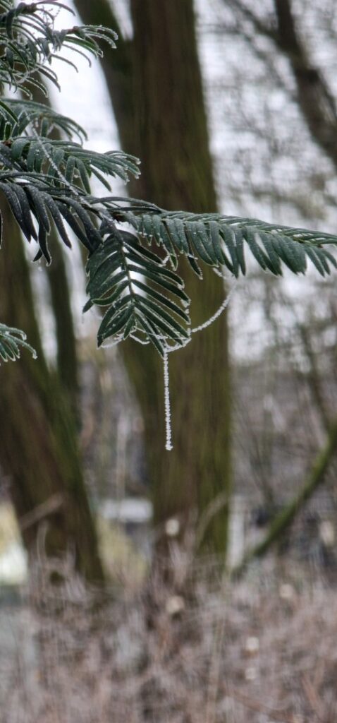 What a beautiful sight on a #winter day.

#Berlin #Germany #photography #BerlinPhotography #photooftheday #nature #city #travel #urbanlife  #reinickendorf #NaturePhotography #UrbanPhotography