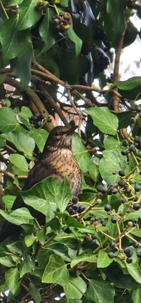 The birds are well busy preparing for the new season already. Even though it’s around freezing point it’s brimming with life…

#female #blackbird #Berlin #Germany #photography #BerlinPhotography #photooftheday #nature #travel #urbanlife  #reinickendorf #NaturePhotography #UrbanPhotography