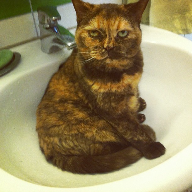 #cat – I think I am drunk…