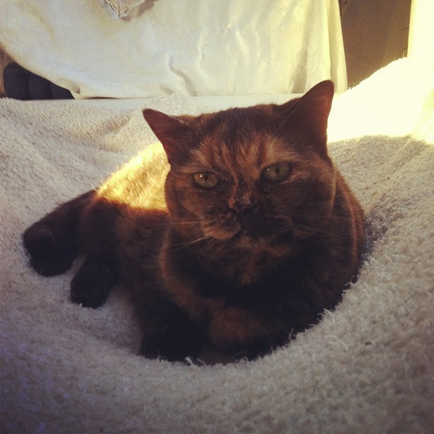 Playing with instagram – my cat #2 👻