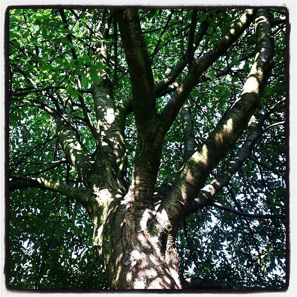 Laying underneath a tree enjoying the play of the sun’s rays and shadows on the leafs.