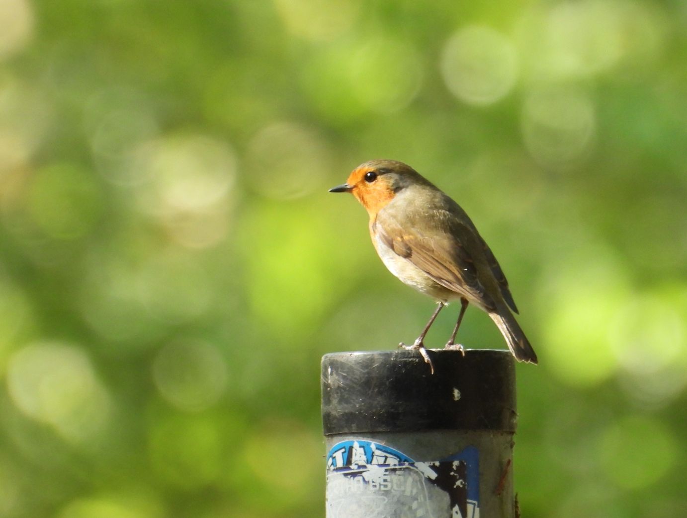 a few of my companions on a stroll through the forest behind my house

#birds #birdphotography #bird #photography