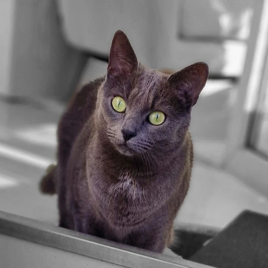 Koko 🐈 – happy to enjoy today’s sun rays outside on the balcony ☀ – Follow the updates at @Koko.Rose
