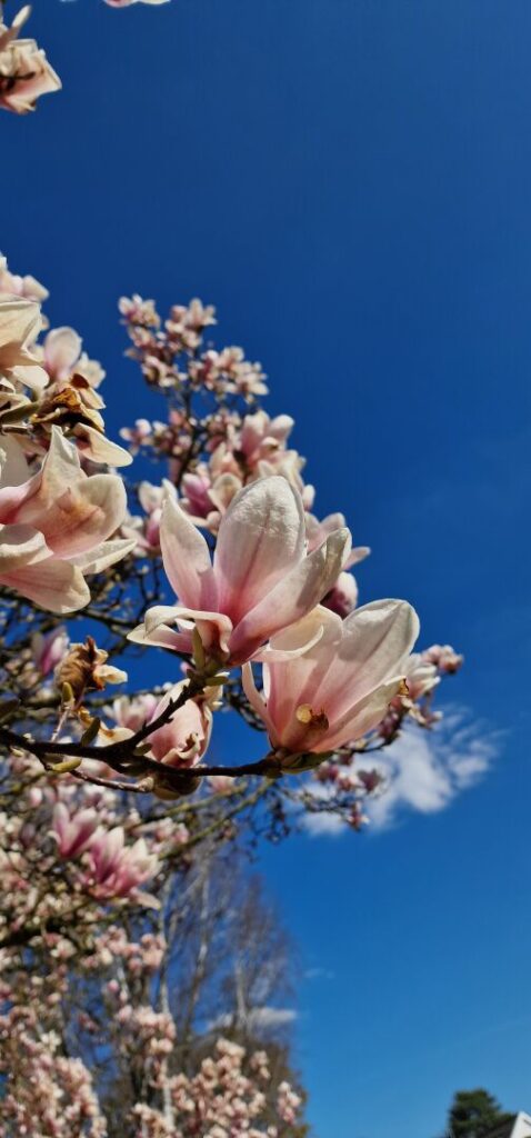 #Spring in #Berlin

#Berlin #Germany #photography #BerlinPhotography #photooftheday #nature #city #travel #urbanlife  #reinickendorf #NaturePhotography #UrbanPhotography
