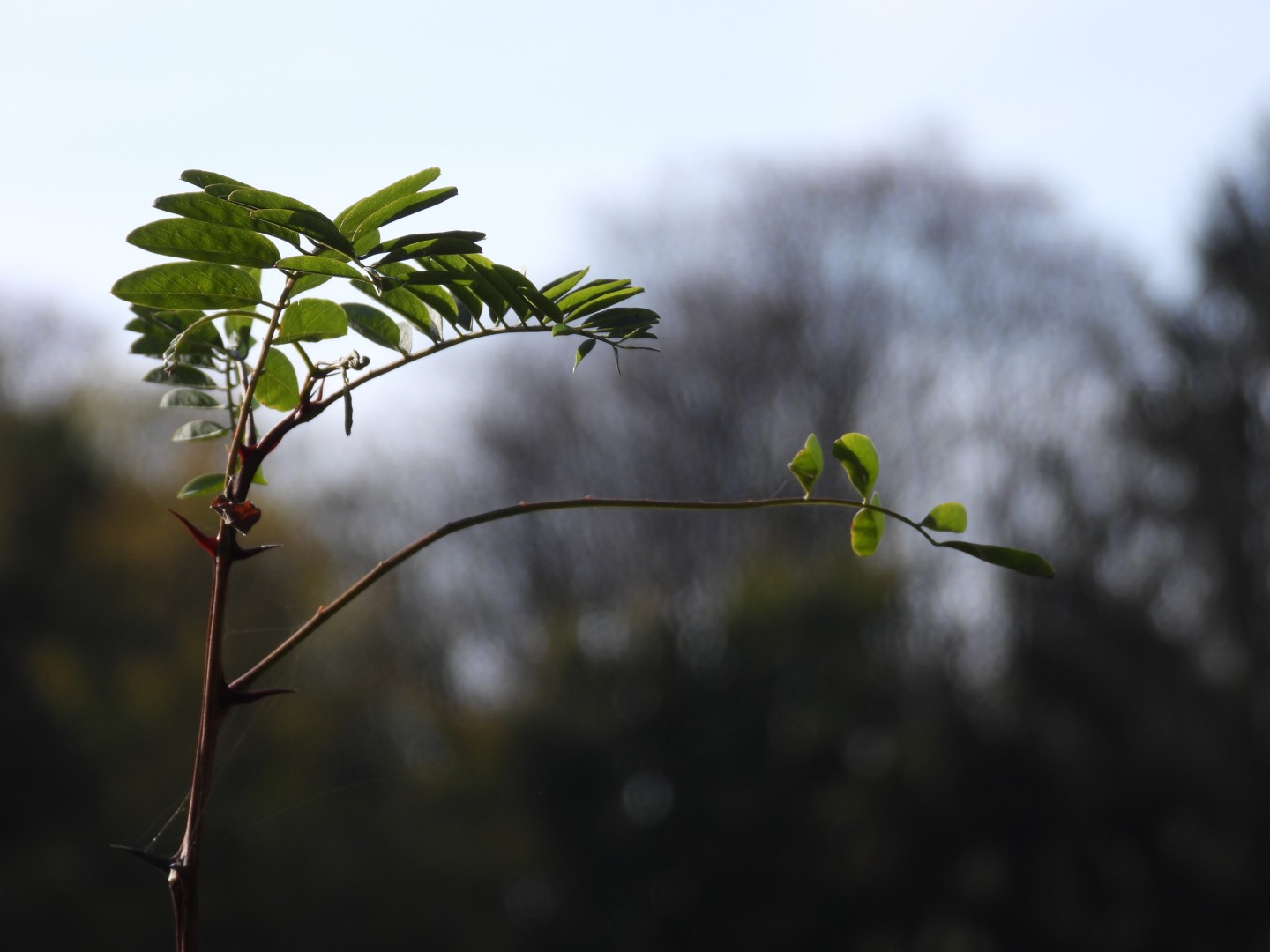 Impressions from my local forest #Steinbergpark #Berlin