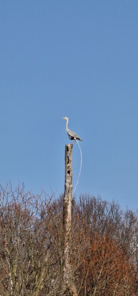 This gotta be the photo of the year 😂 : a heron caught in the act #pissing

Beautiful ☀️ sunny weekend. Out and about in my hood 🌳

#Berlin #Germany #photography #BerlinPhotography #photooftheday #nature #city #travel #urbanlife  #reinickendorf #NaturePhotography #UrbanPhotography