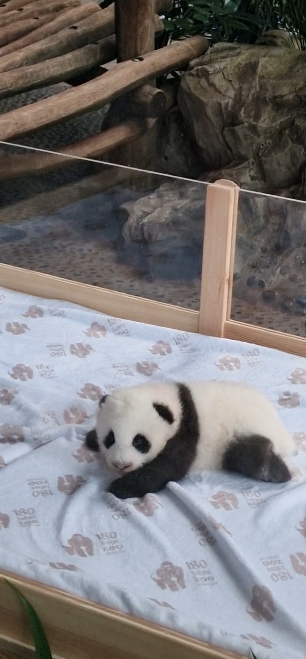 one of the two cute new panda baby twins in Berlin 💖