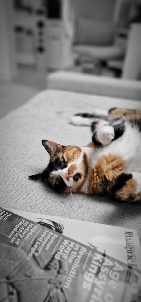 And mischievous Rose 🌹❤️

#cats #meow #kitty #kitten #kittens #catlover #catlife #catlove #catlovers #catsoftheworld #catoftheday #cutecats #cats_of_world #fluffycat #furryfriends #ilovecats #catscorner #catpics #catphoto #catsofig #catsoninstagram #purrfect #KokoAndRose