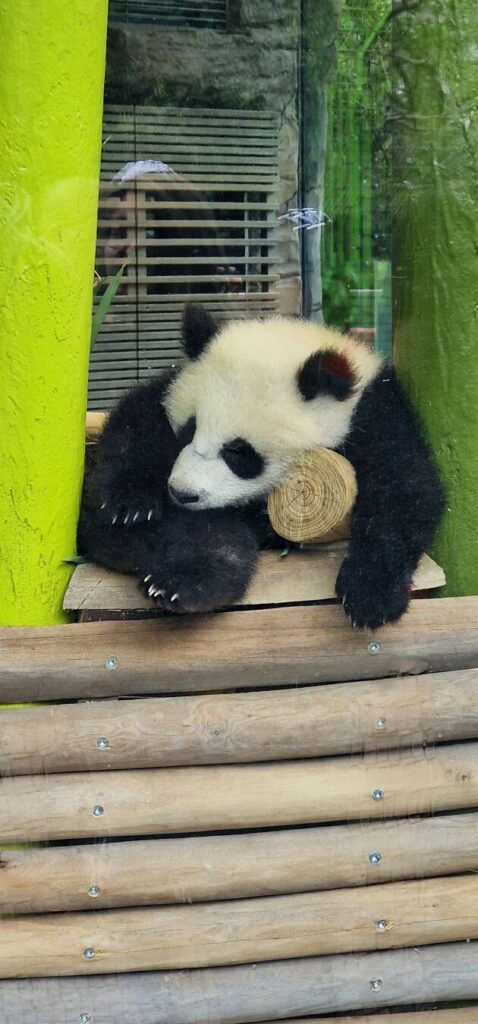 #ZooBerlin 🐼 🦁 🐦 🐈