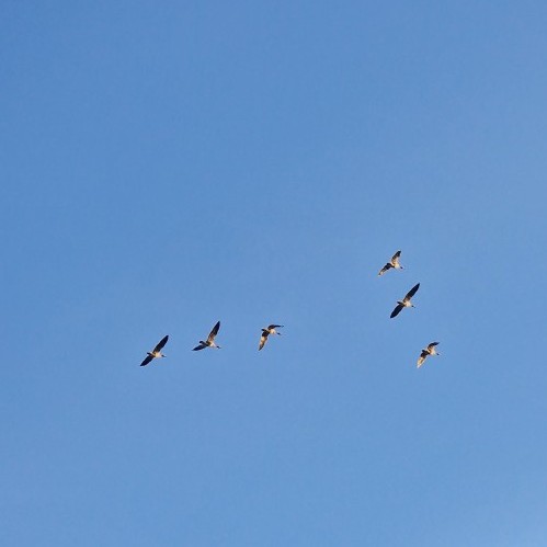 Bye bye #geese – see you again next year 👋
