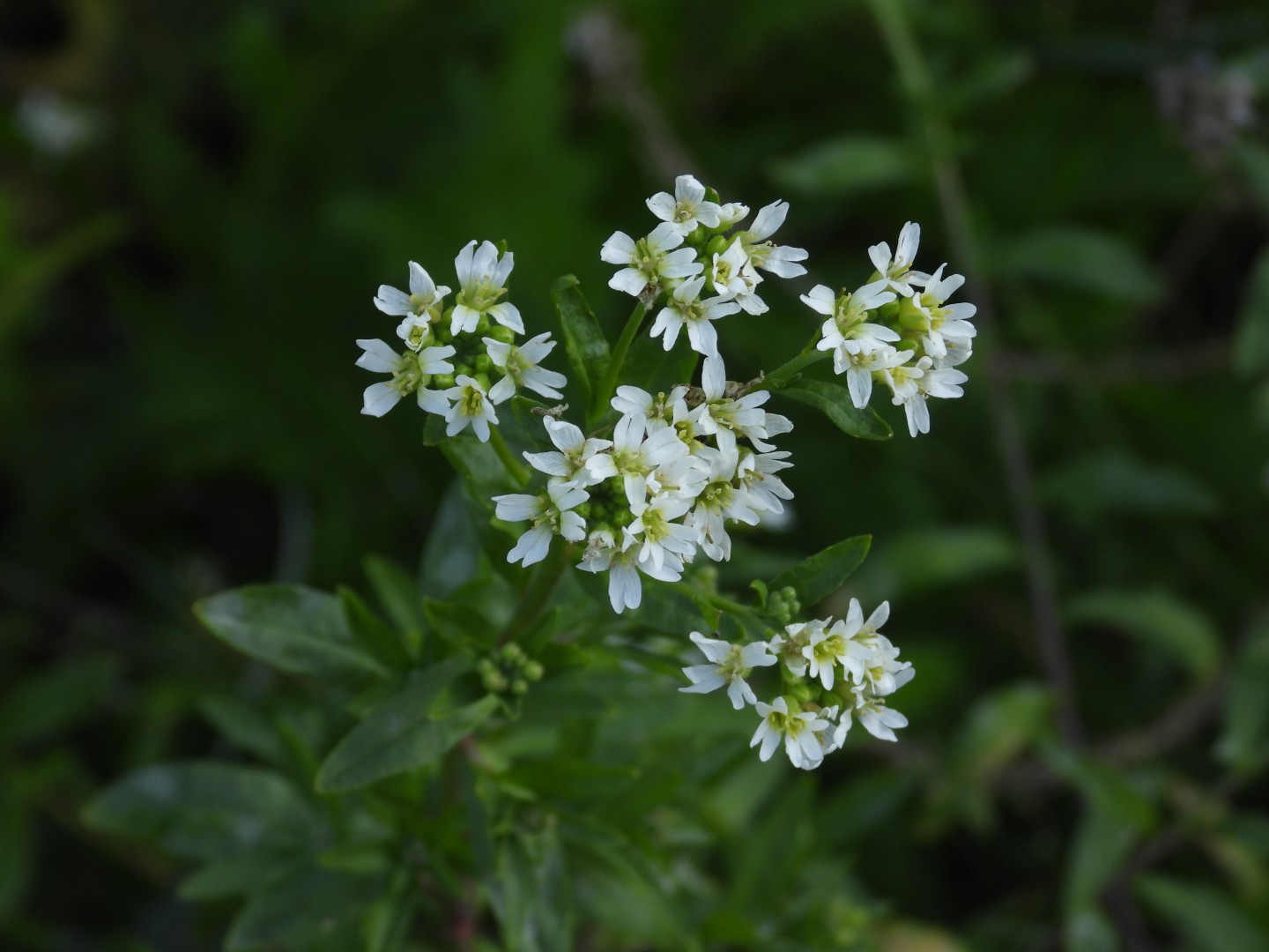 Impressions from my local forest #Steinbergpark #Berlin