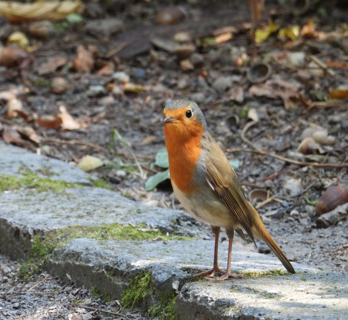 a few of my companions on a stroll through the forest behind my house

#birds #birdphotography #bird #photography