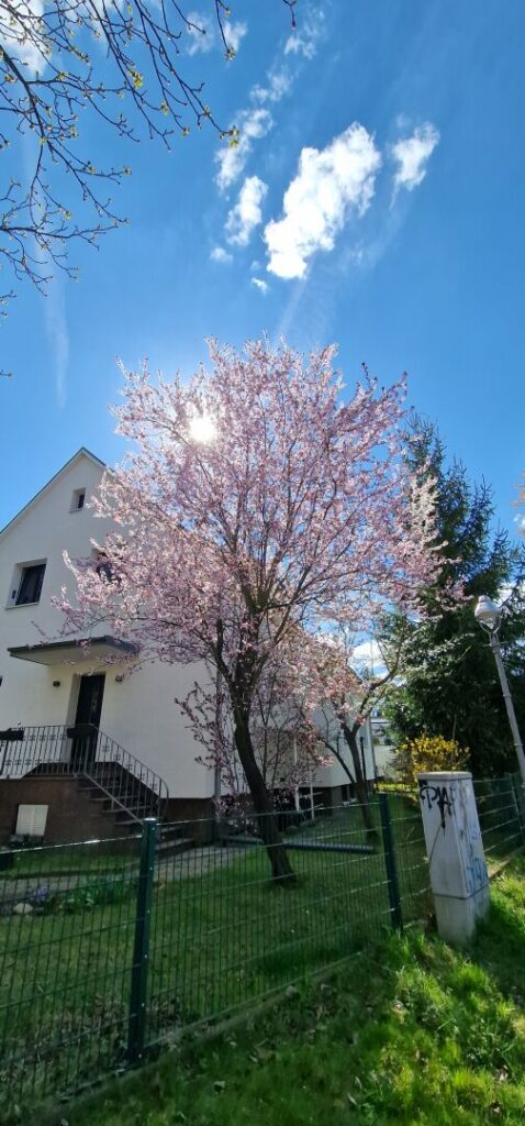 #Spring in #Berlin

#Berlin #Germany #photography #BerlinPhotography #photooftheday #nature #city #travel #urbanlife  #reinickendorf #NaturePhotography #UrbanPhotography