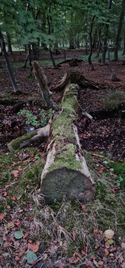 and off we went into the #Osterwald also only accessible with Park Rangers – usually off limit as it is part of the protected Natural Park. We were lucky and saw a few damhirsch as well as wild boars. #NationalPark