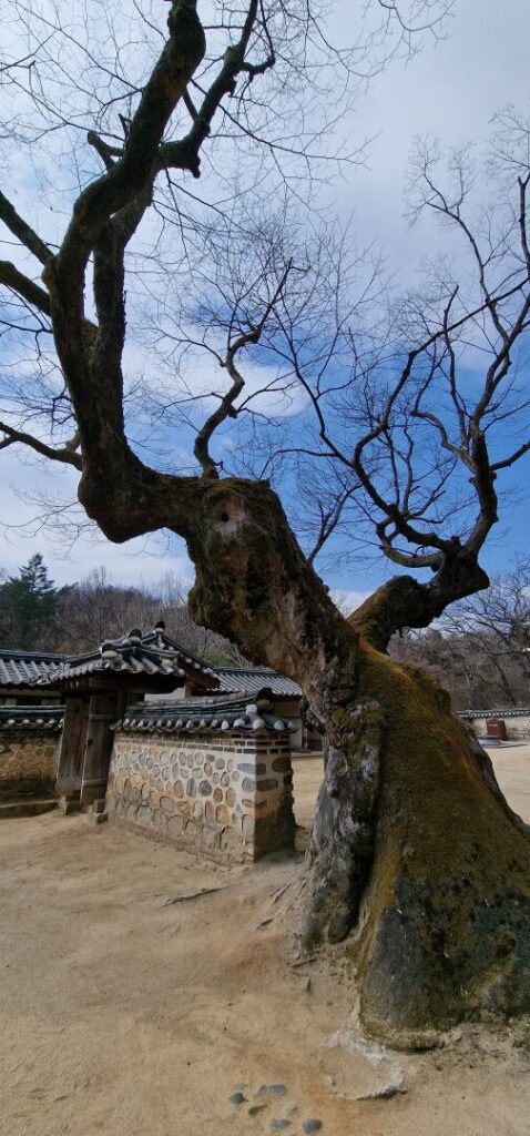 This tree is amazing 🌳

#SouthKorea #tree #royaltombs #photography  #photooftheday #nature #travel #NaturePhotography