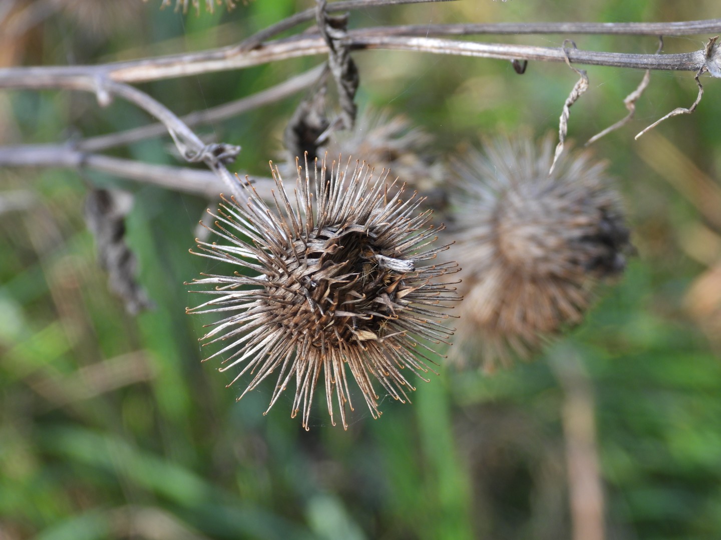 Impressions from my local forest #Steinbergpark #Berlin