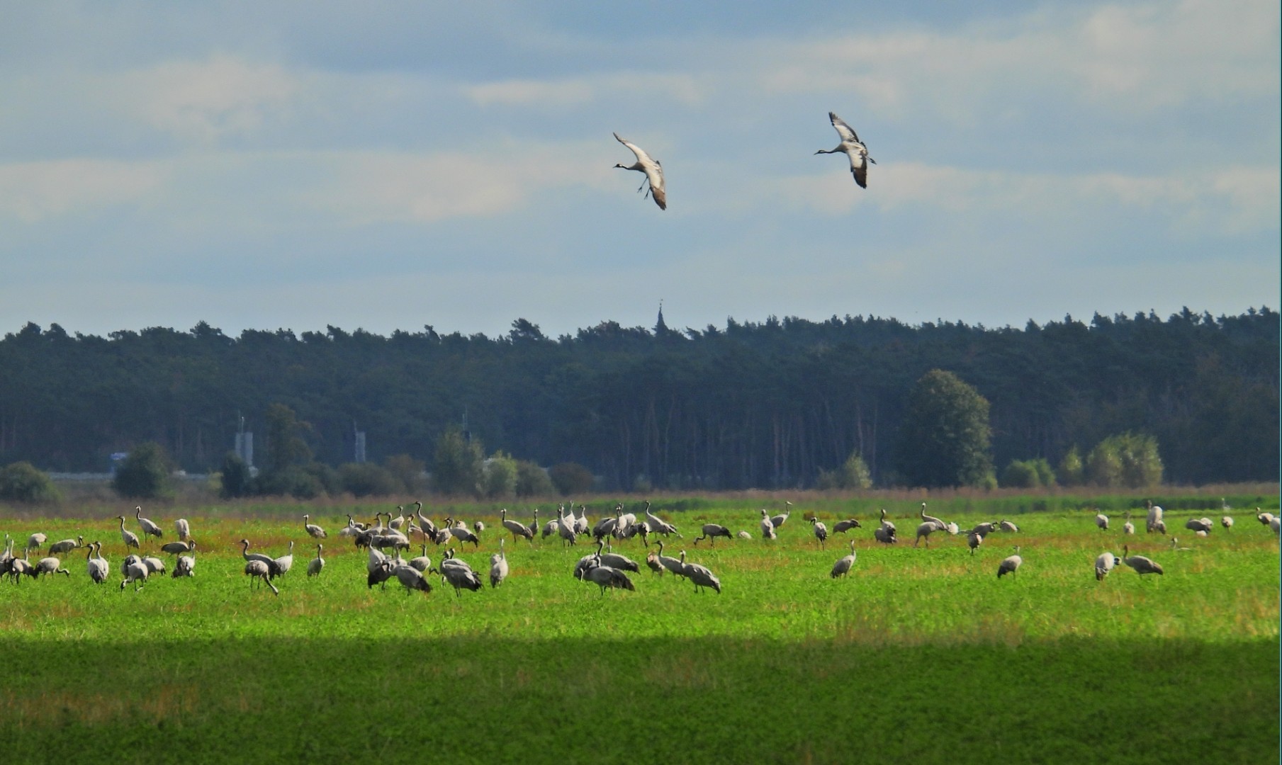 At #Linum nearby #Berlin migratory birds are making a pit-stop. you can currently see different types of geese and ducks but also 66.000+ Cranes in the region.