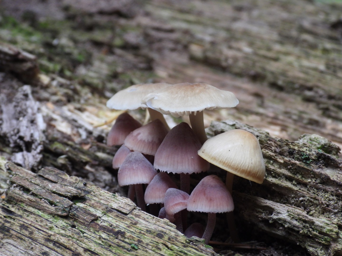 Today in the #forest.