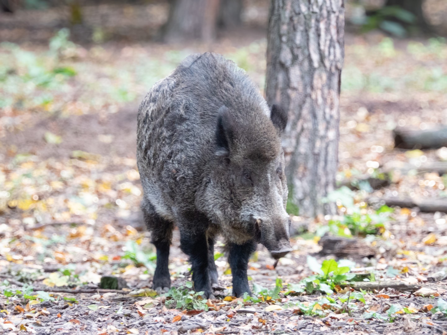 Today in the #forest – #wildboar #wildschwein