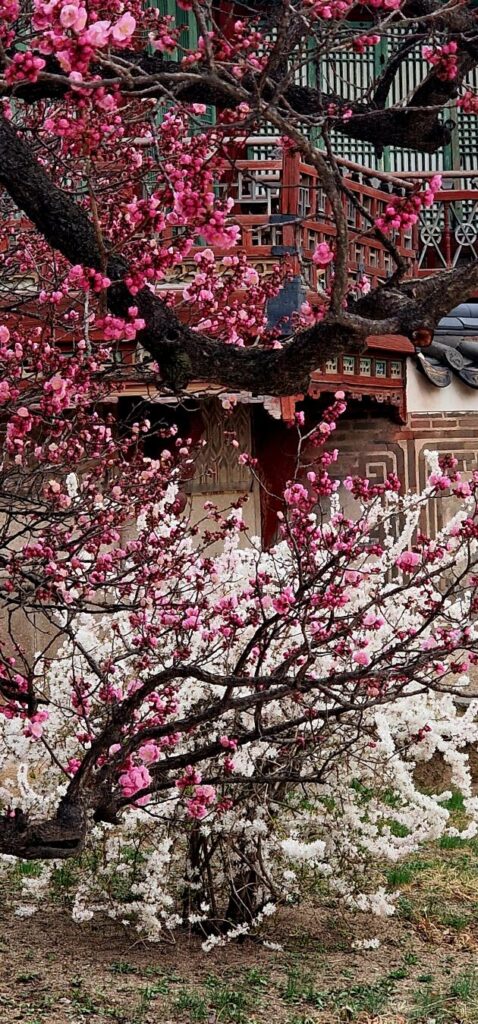 #Flowers #Sakura