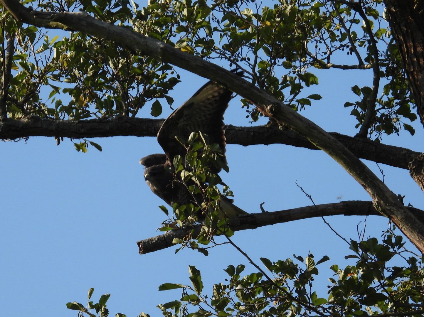 I went on a local hike today. right from my house various nature reserves are connected and you can walk for hours on paths right through nature. I love bird of prey but cannot tell them apart: Is this one a hawk or buzzard or neither 🤔?