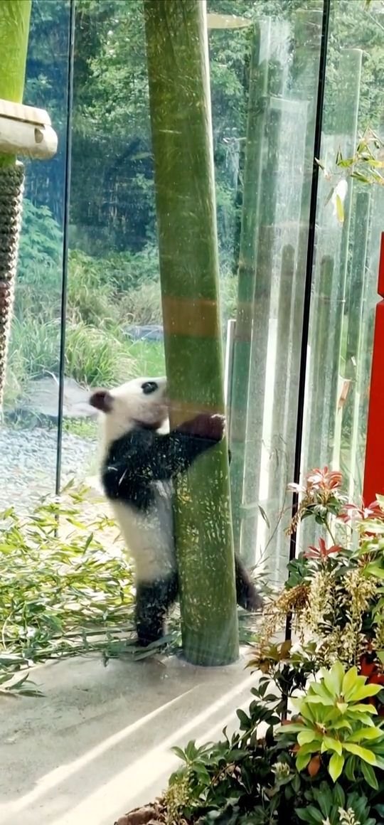[Video] Best new pole dancer in town: one of our new