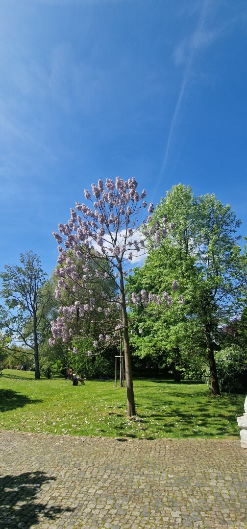 This trees flowers are amazing. I’ve never seen this one before.