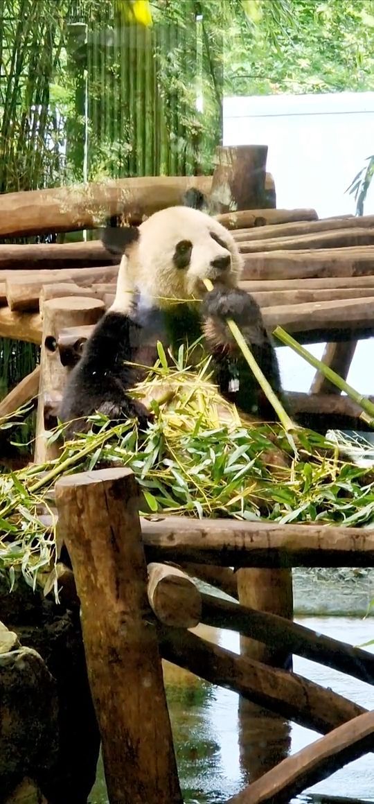 [Video] Papa Panda 🐼 💕